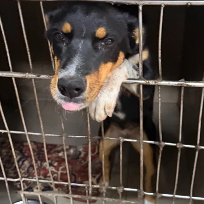 Ambrela-260 (Амбрела-260), female young mixed breed for adoption at LKP Lev Lviv, Lviv