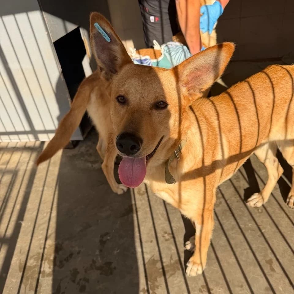 Sfinks-343 (Сфінкс-343), male young mixed breed for adoption at LKP Lev Lviv, Lviv