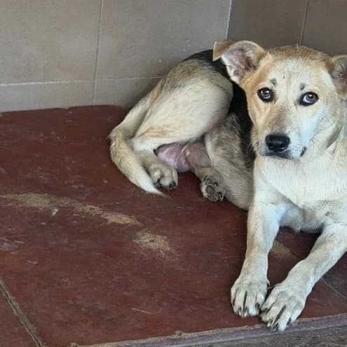 Sutinka-652 (Сутінка-652), female 3yo mixed breed for adoption at LKP Lev Lviv, Lviv