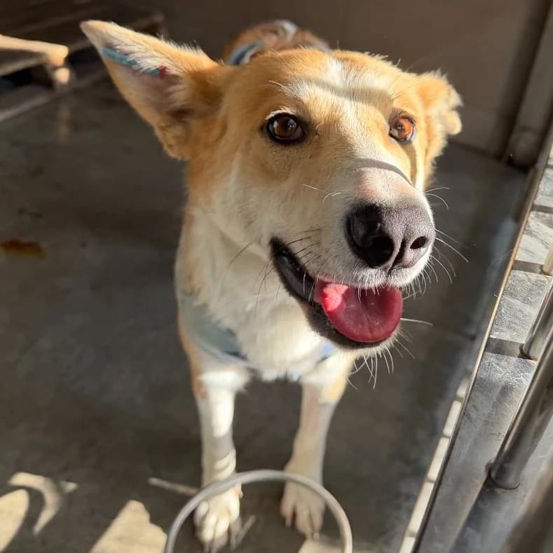 Stasya-141 (Стася-141), female 3yo mixed breed for adoption at LKP Lev Lviv, Lviv