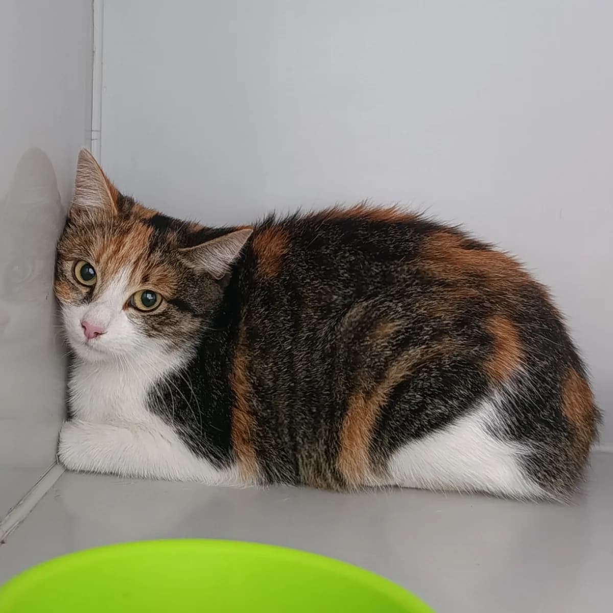 Asya-1123 (Ася-1123), female 4yo mixed breed for adoption at LKP Lev Lviv, Lviv
