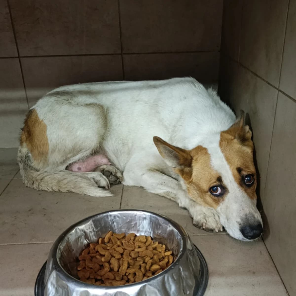 Feya-111 (Фея-111), female 4yo mixed breed for adoption at LKP Lev Lviv, Lviv