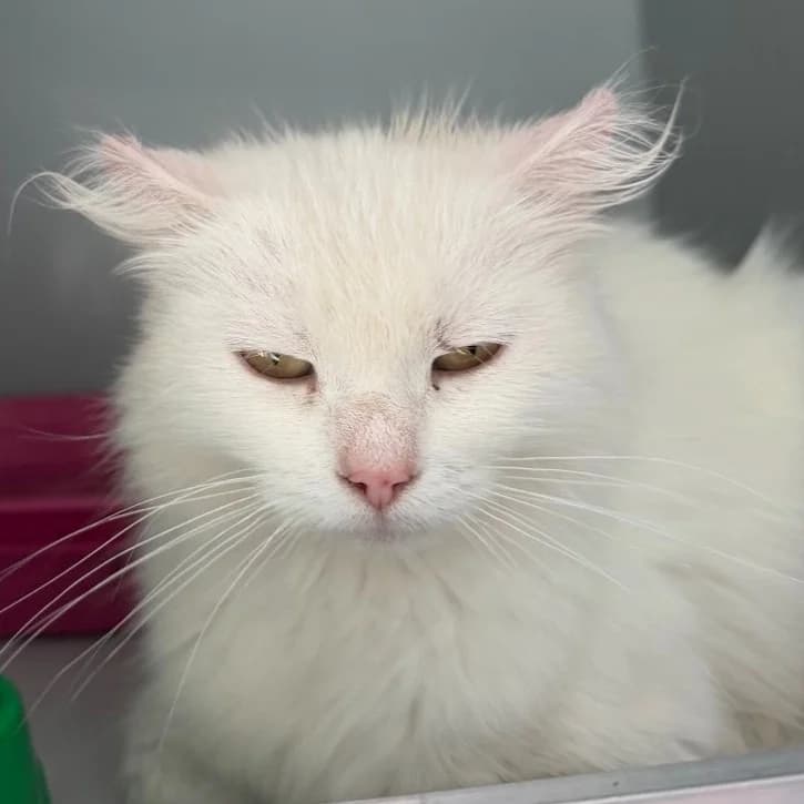 Sprinka-1127 (Спринька-1127), female 4yo mixed breed for adoption at LKP Lev Lviv, Lviv