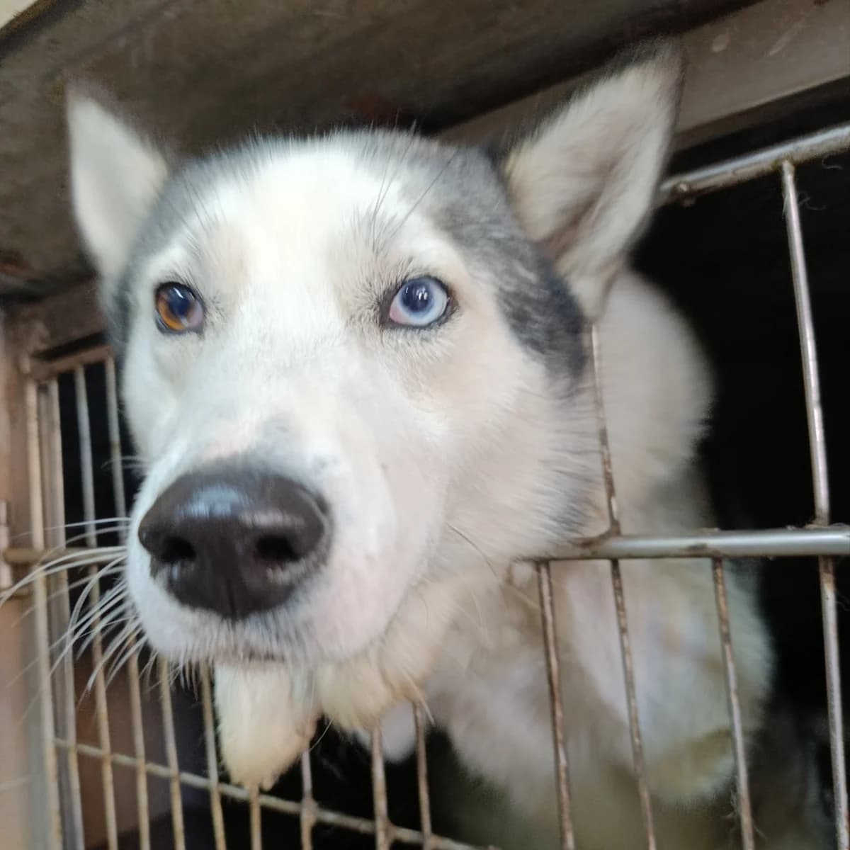 Kimbel-100 (Кімбел-100), male 4yo mixed breed for adoption at LKP Lev Lviv, Lviv