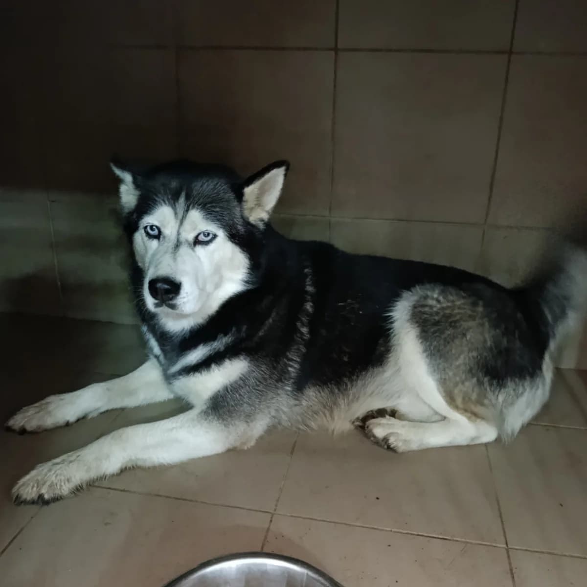 Tereza-200 (Тереза-200), female 4yo mixed breed for adoption at LKP Lev Lviv, Lviv