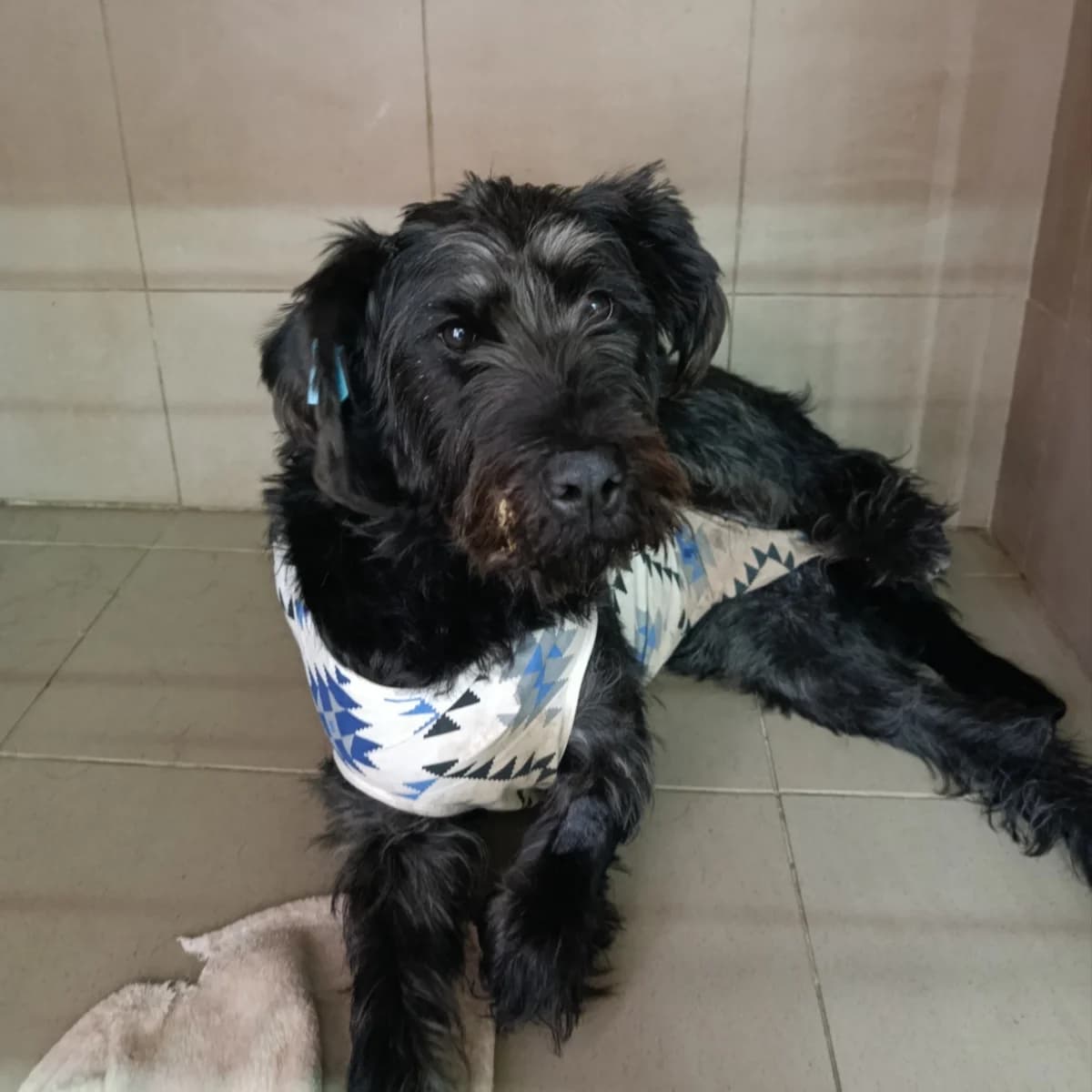 Klima (Lora)-300 (Кліма (Лора)-300), female 5yo mixed breed for adoption at LKP Lev Lviv, Lviv