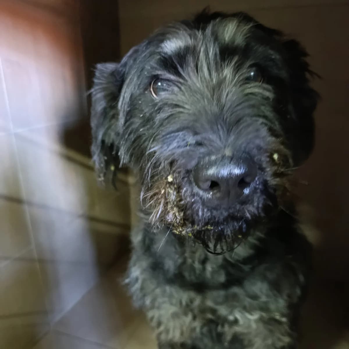 Klima (Lora)-300 (Кліма (Лора)-300), female 5yo mixed breed for adoption at LKP Lev Lviv, Lviv