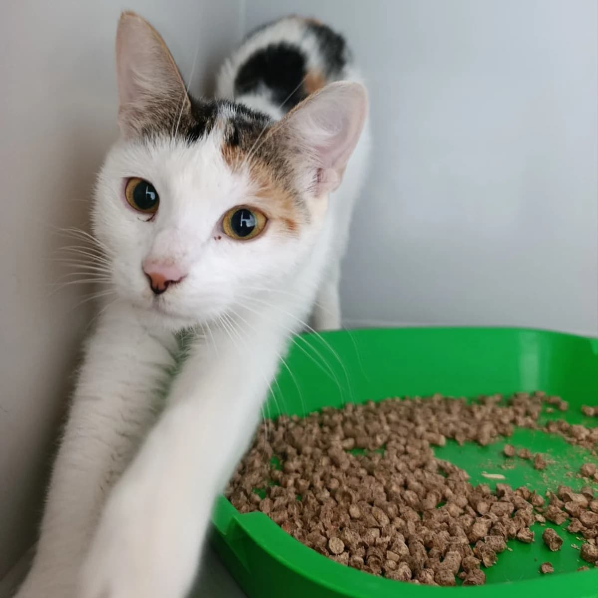 Miya-1133 (Мія-1133), female young mixed breed for adoption at LKP Lev Lviv, Lviv