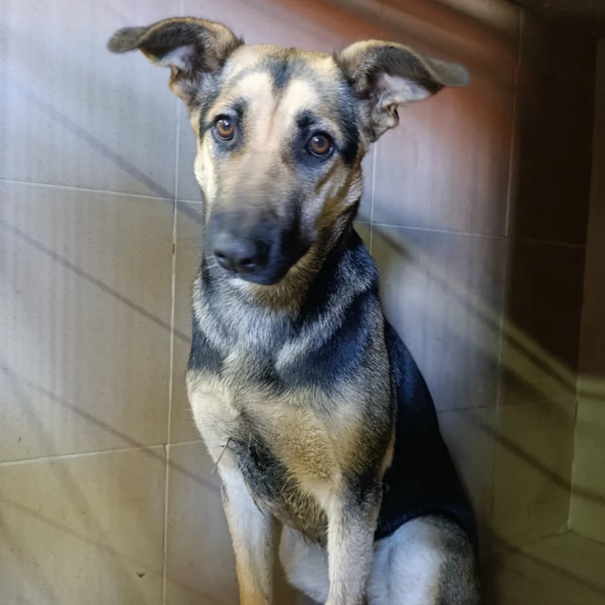 Aza-101 (Аза-101), female 6yo mixed breed for adoption at LKP Lev Lviv, Lviv