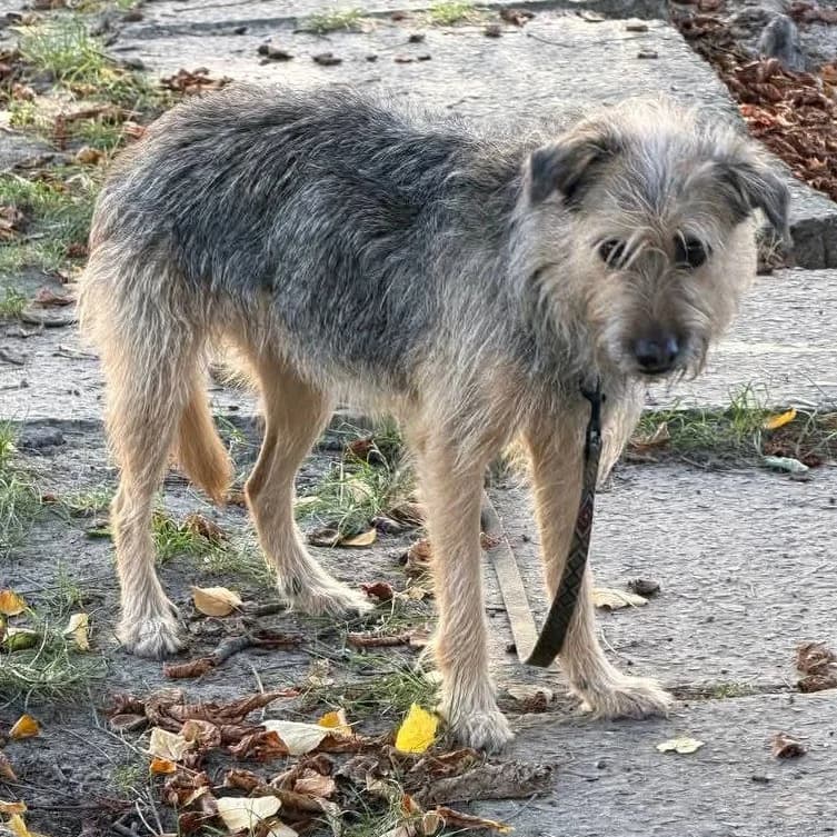 Simona-034 (Сімона-034), female 6yo mixed breed for adoption at LKP Lev Lviv, Lviv