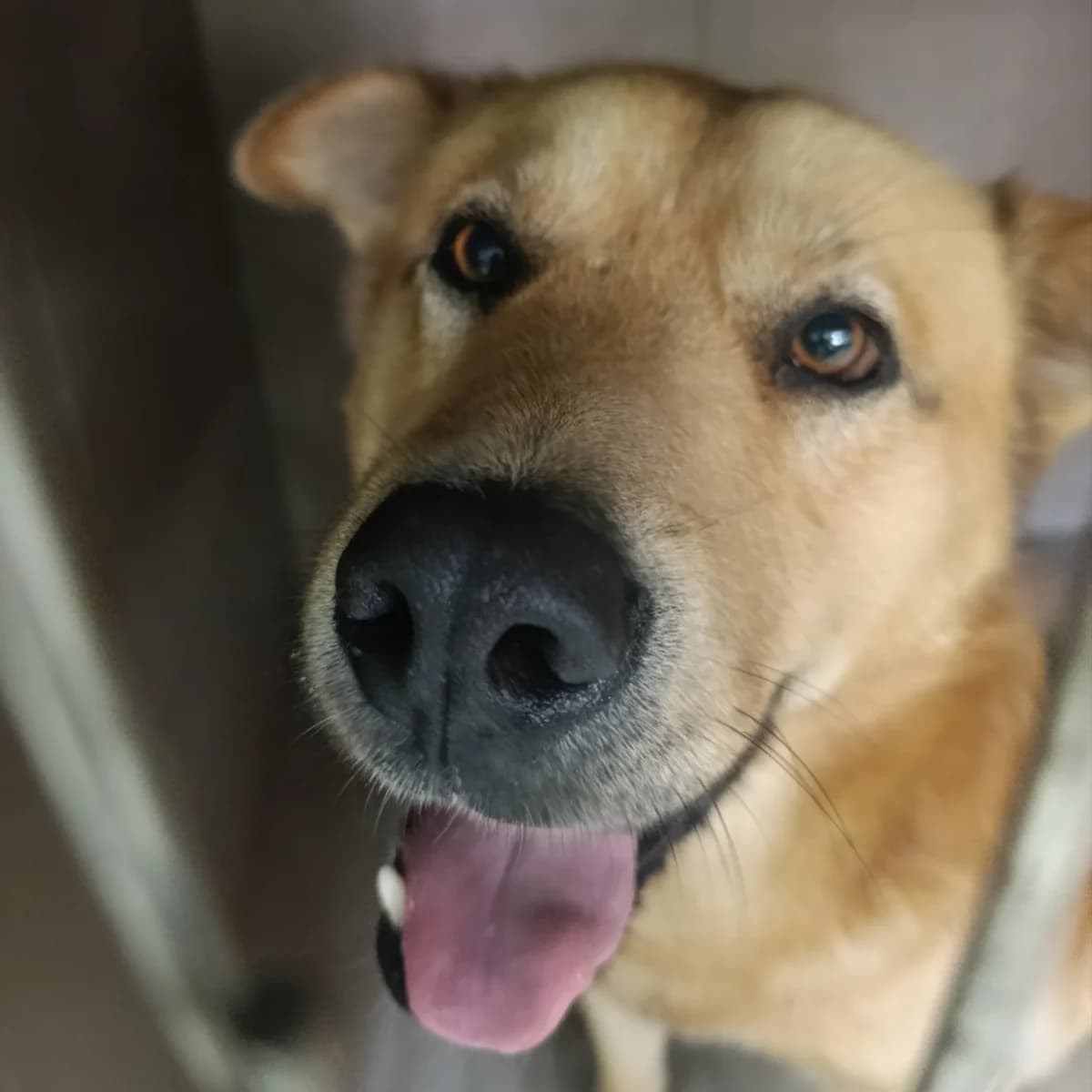 Aki-145 (Акі-145), male 3yo mixed breed for adoption at LKP Lev Lviv, Lviv