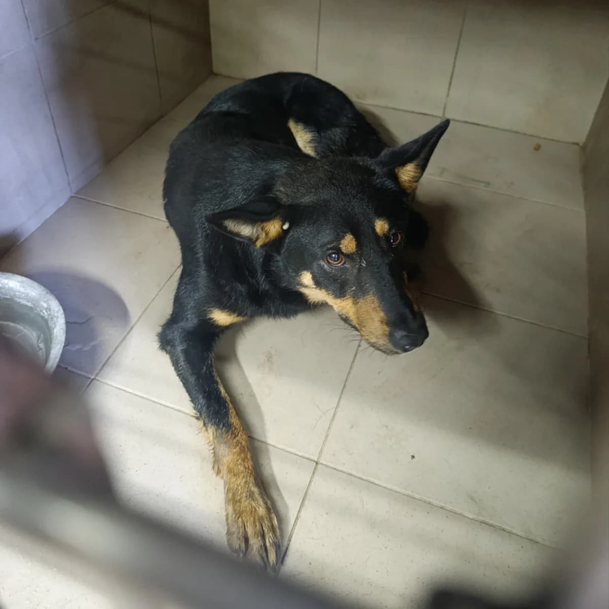 Yudzhi-252 (Юджи-252), male 3yo mixed breed for adoption at LKP Lev Lviv, Lviv
