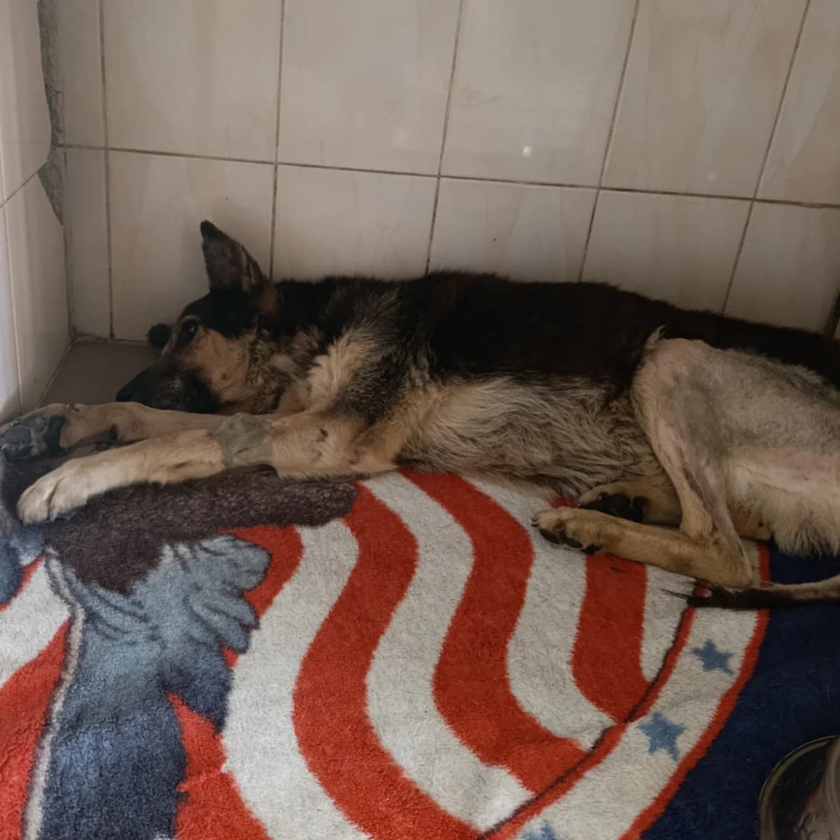 Pes-101 (Пес-101), male 7yo mixed breed for adoption at LKP Lev Lviv, Lviv