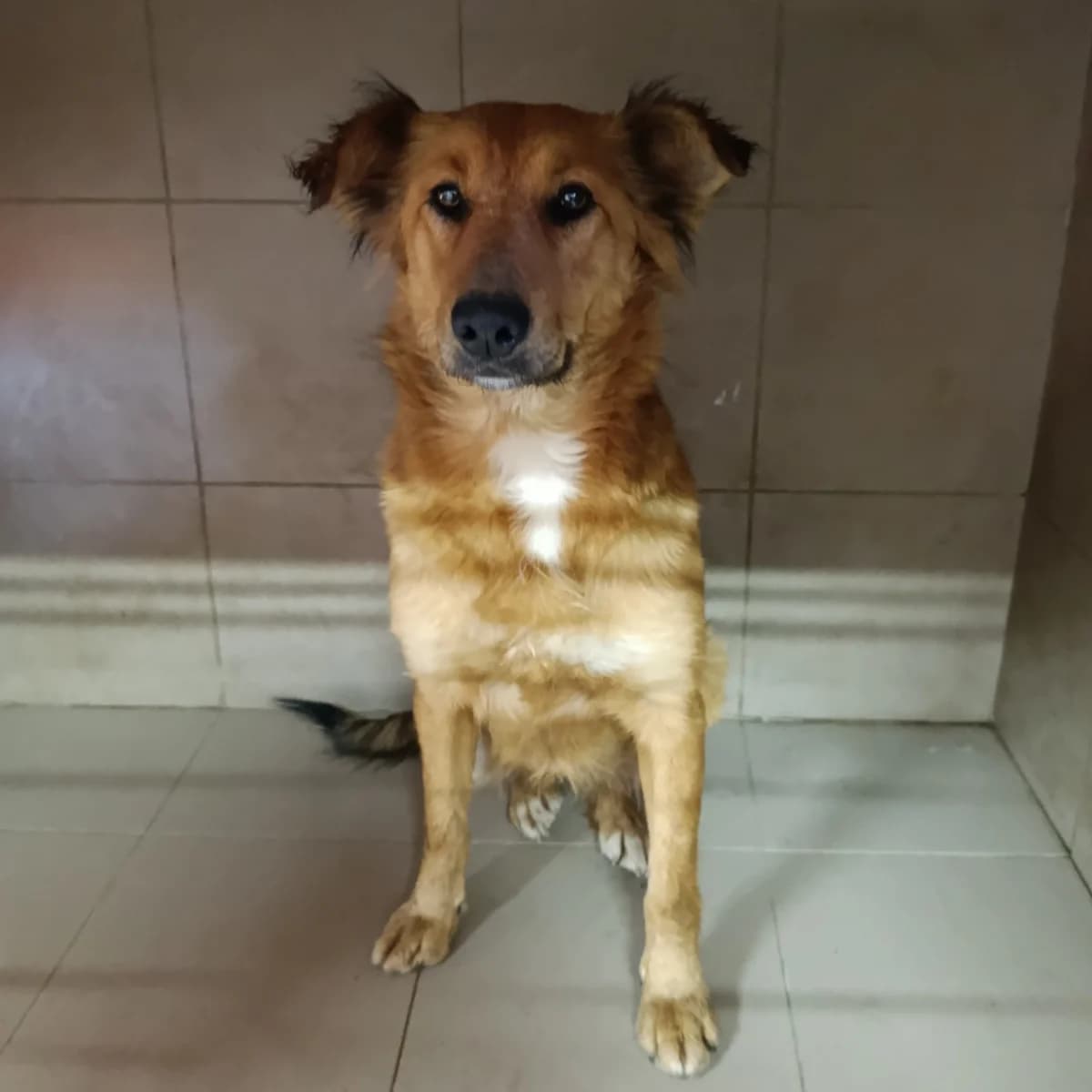 Dzhudi-111 (Джуді-111), female 3yo mixed breed for adoption at LKP Lev Lviv, Lviv