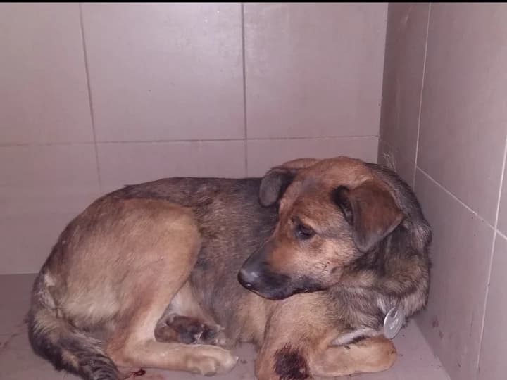 Tina-527 (Тіна-527), female senior mixed breed for adoption at LKP Lev Lviv, Lviv