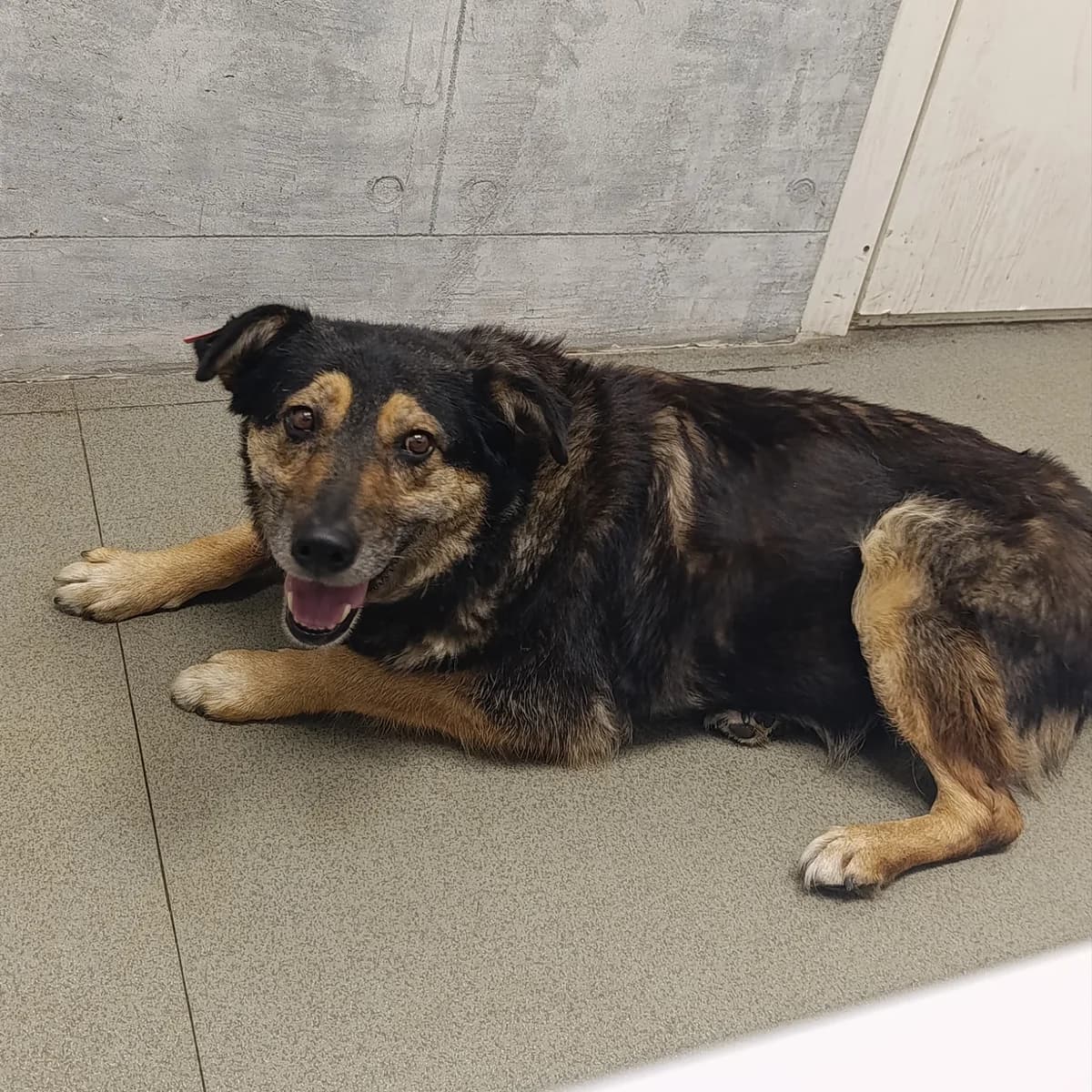 Nala-529 (Нала-529), female senior mixed breed for adoption at LKP Lev Lviv, Lviv