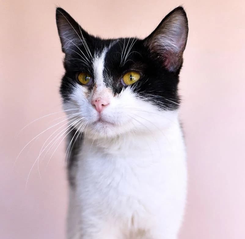 Ayko (Айко), Mixed Breed for adoption at PetCare Притулок для котів (Ужгород), Uzhhorod