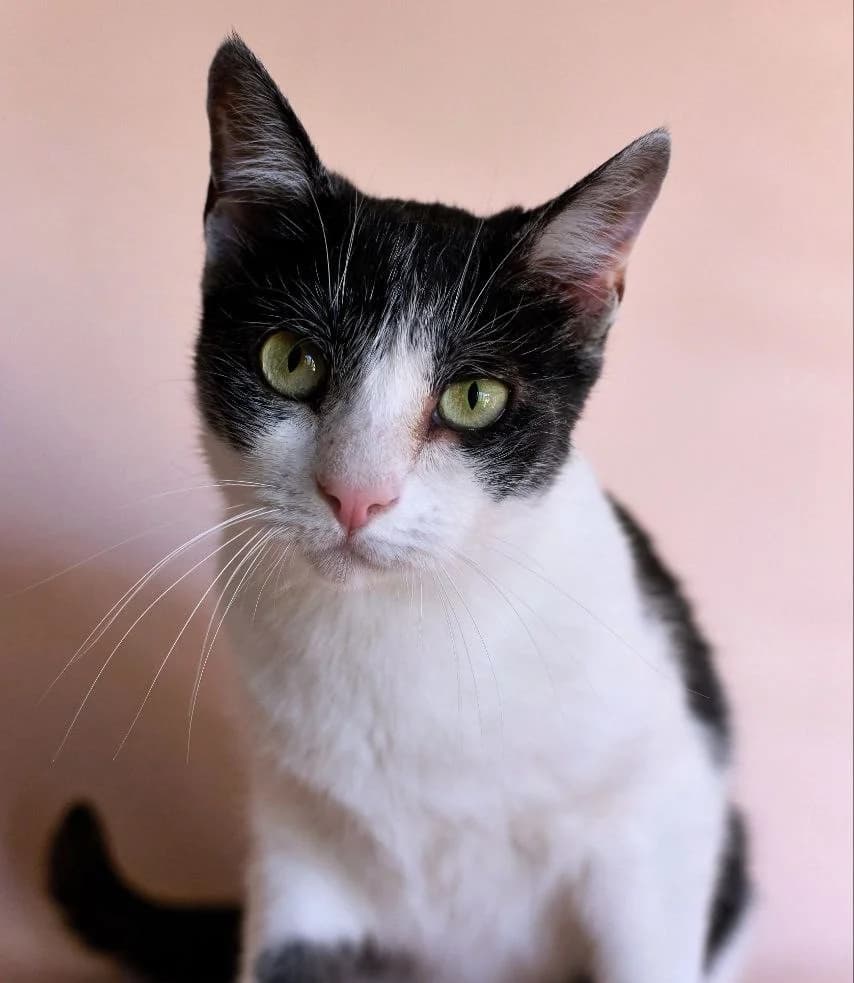 Amanda (Аманда), Mixed Breed for adoption at PetCare Притулок для котів (Ужгород), Uzhhorod