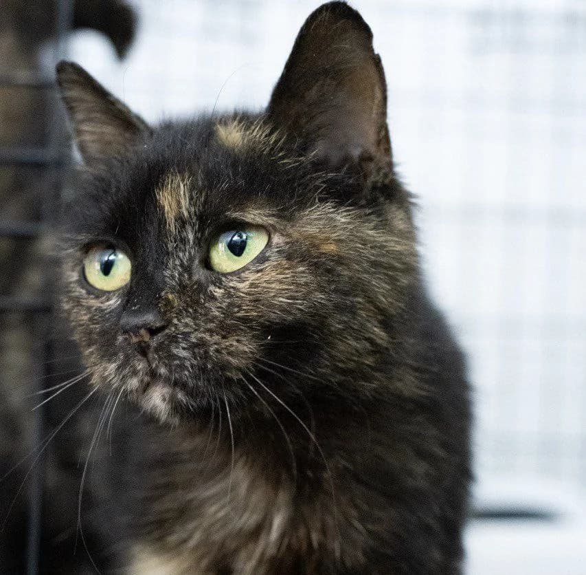 Fiona (Фіона), Mixed Breed for adoption at PetCare Притулок для котів (Ужгород), Uzhhorod