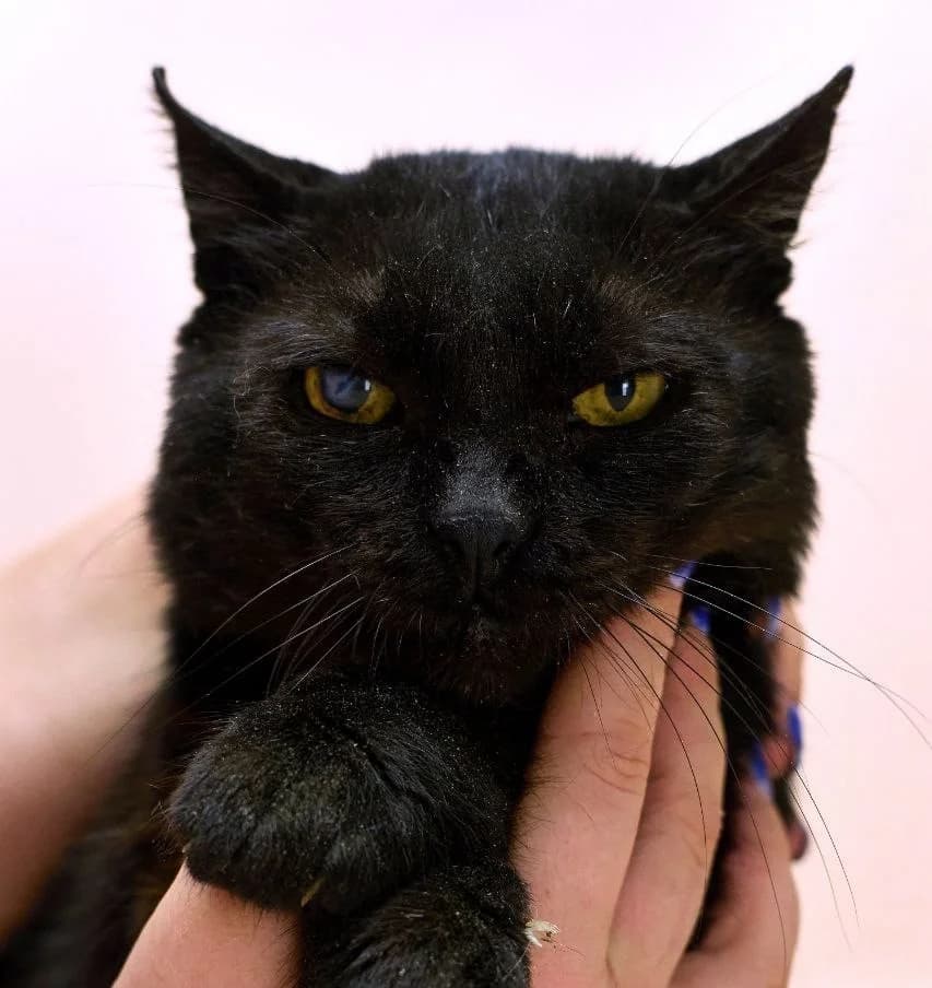 Blek (Блек), Mixed Breed for adoption at PetCare Притулок для котів (Ужгород), Uzhhorod