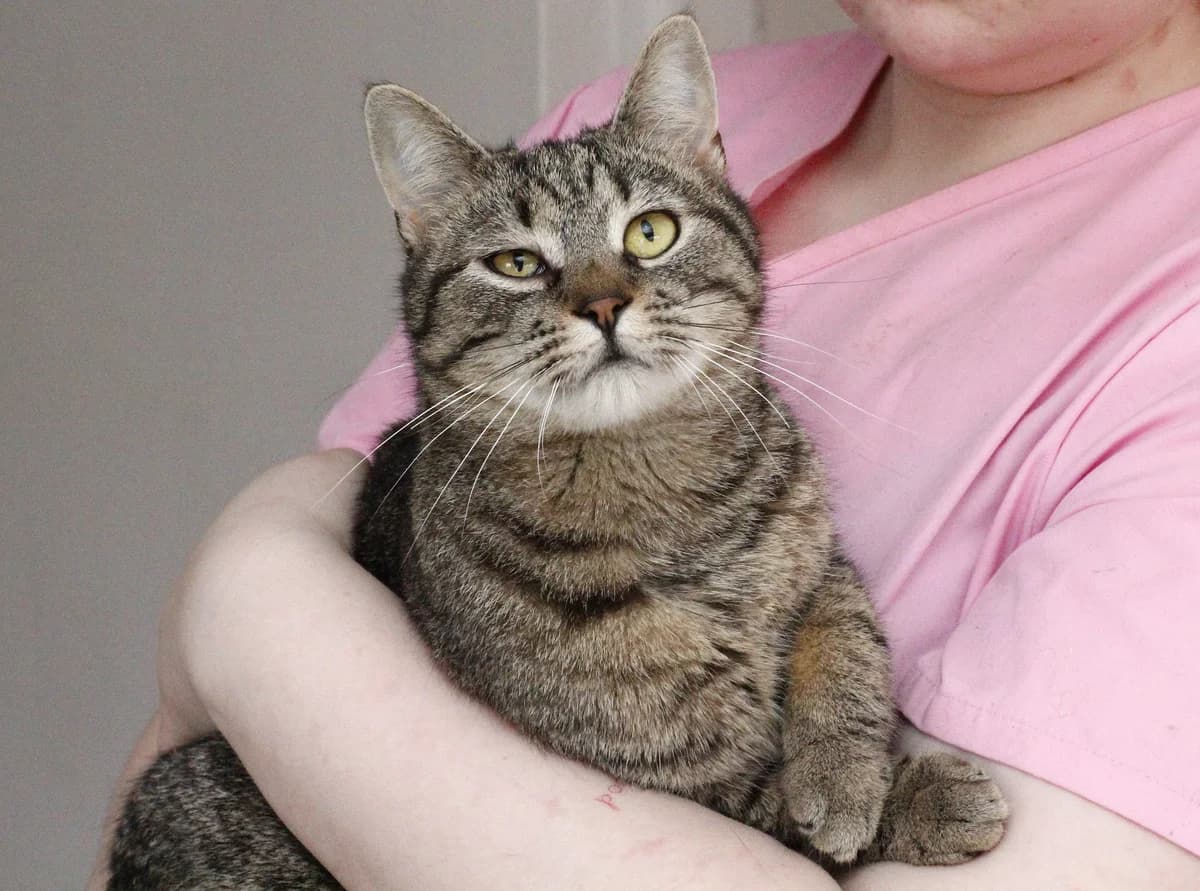 Tsigan (Циган), Mixed Breed for adoption at PetCare Притулок для котів (Ужгород), Uzhhorod
