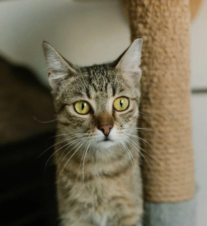 Imbir (Імбир), Mixed Breed for adoption at PetCare Притулок для котів (Ужгород), Uzhhorod