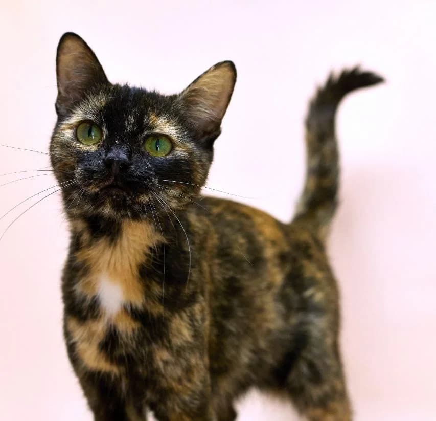 Ivi (Іві), Mixed Breed for adoption at PetCare Притулок для котів (Ужгород), Uzhhorod
