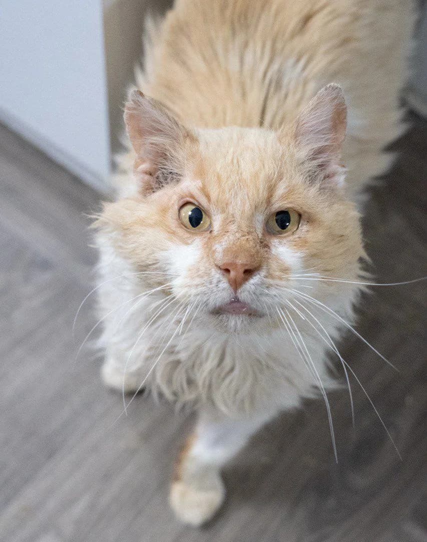 Lev (Лев), Mixed Breed for adoption at PetCare Притулок для котів (Ужгород), Uzhhorod
