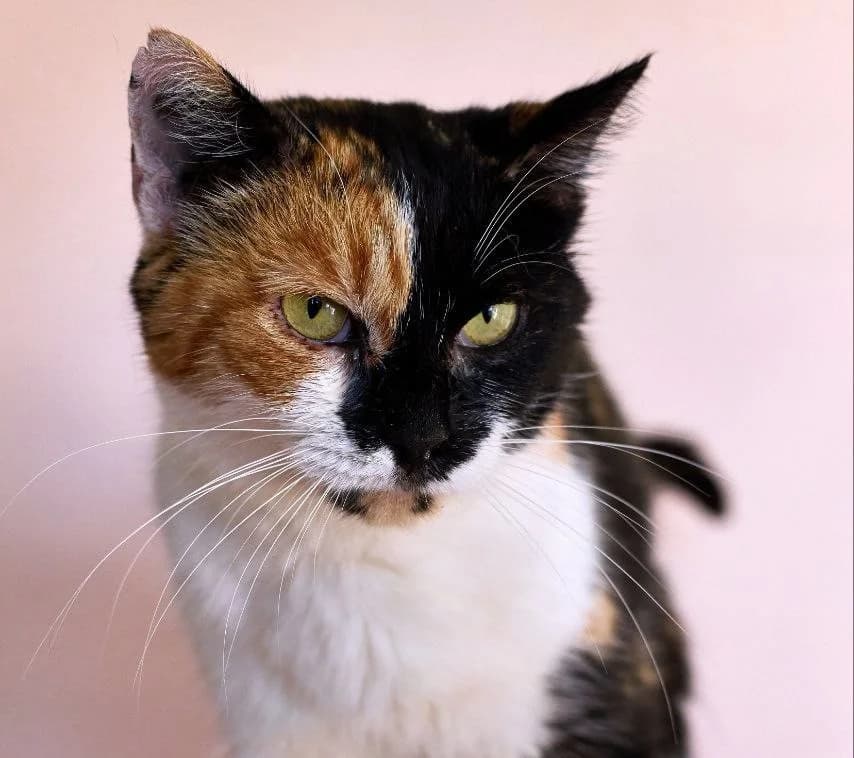 Mariyka (Марійка), Mixed Breed for adoption at PetCare Притулок для котів (Ужгород), Uzhhorod