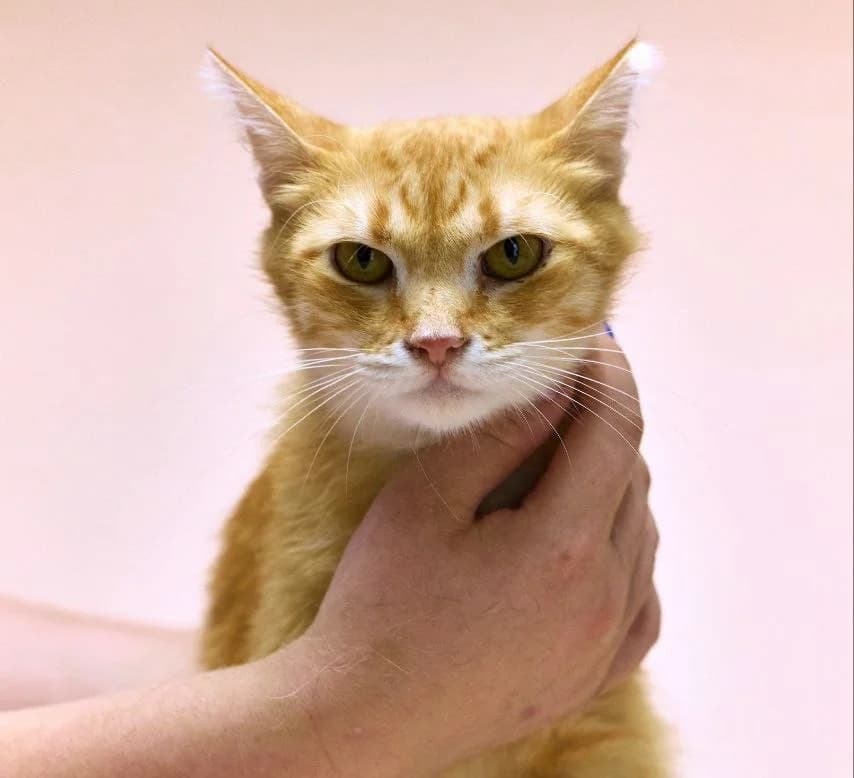 M’yaus (М’яус), Mixed Breed for adoption at PetCare Притулок для котів (Ужгород), Uzhhorod