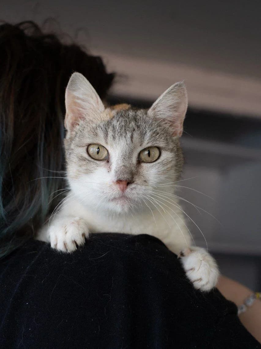 Nana (Нана), Mixed Breed for adoption at PetCare Притулок для котів (Ужгород), Uzhhorod
