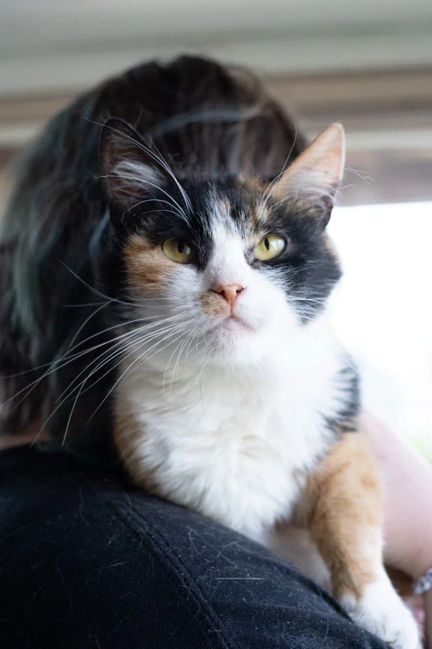 Pochi (Почі), Mixed Breed for adoption at PetCare Притулок для котів (Ужгород), Uzhhorod