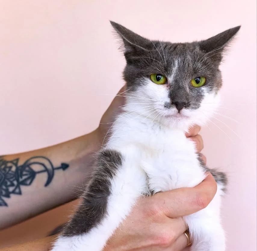 Pulka (Пулька), Mixed Breed for adoption at PetCare Притулок для котів (Ужгород), Uzhhorod
