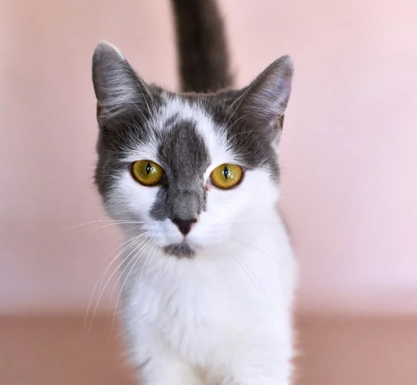 Sonka (Сонька), Mixed Breed for adoption at PetCare Притулок для котів (Ужгород), Uzhhorod