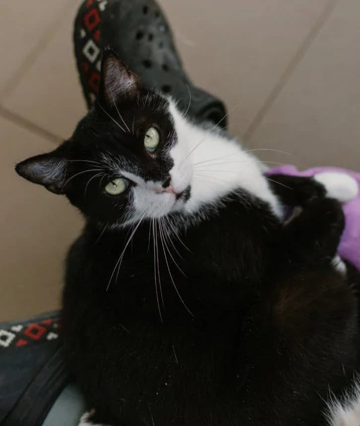 Tomas (Томас), Mixed Breed for adoption at PetCare Притулок для котів (Ужгород), Uzhhorod