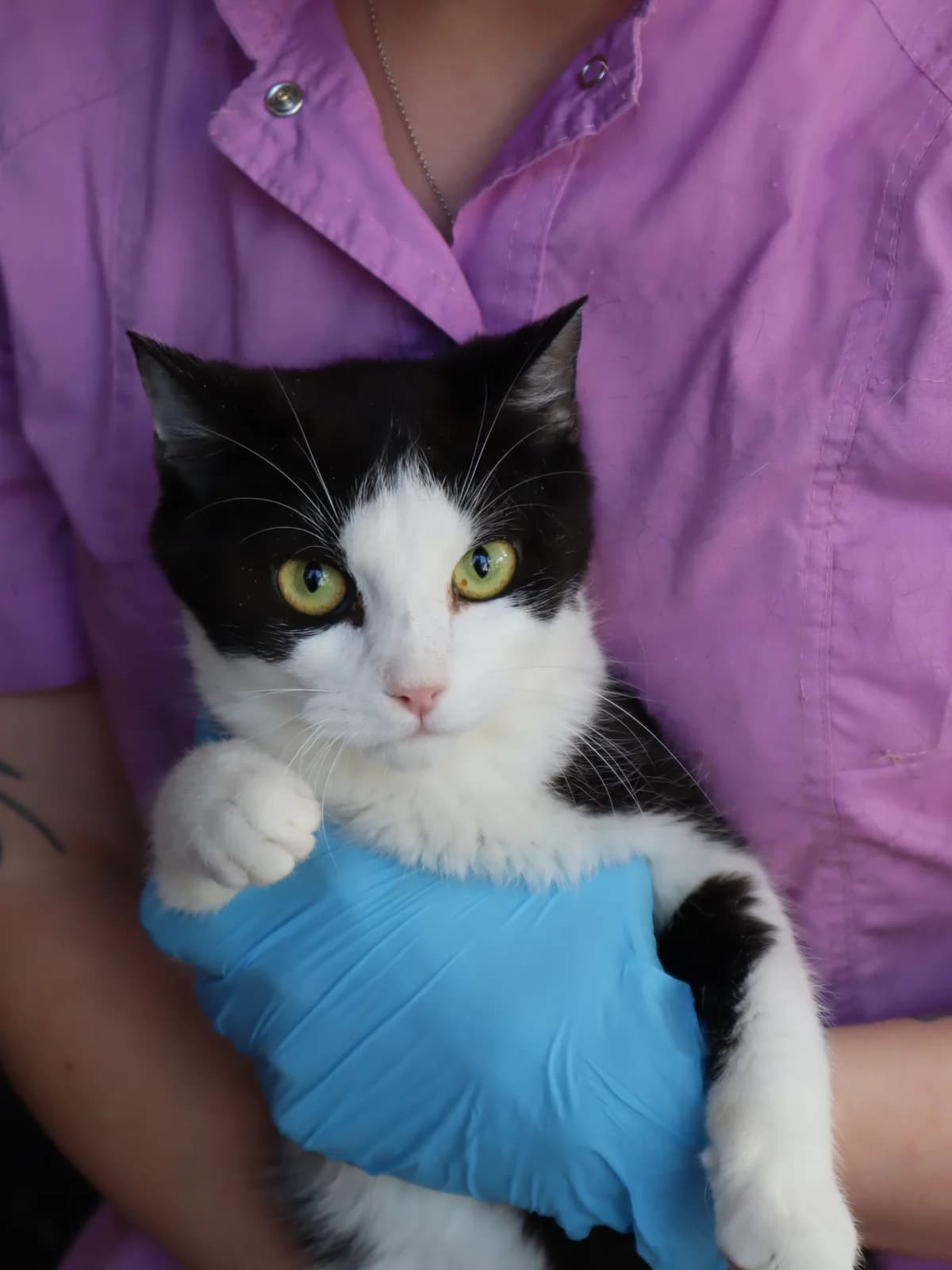 Kebab (Кебаб), Mixed Breed for adoption at PetCare Притулок для котів (Ужгород), Uzhhorod