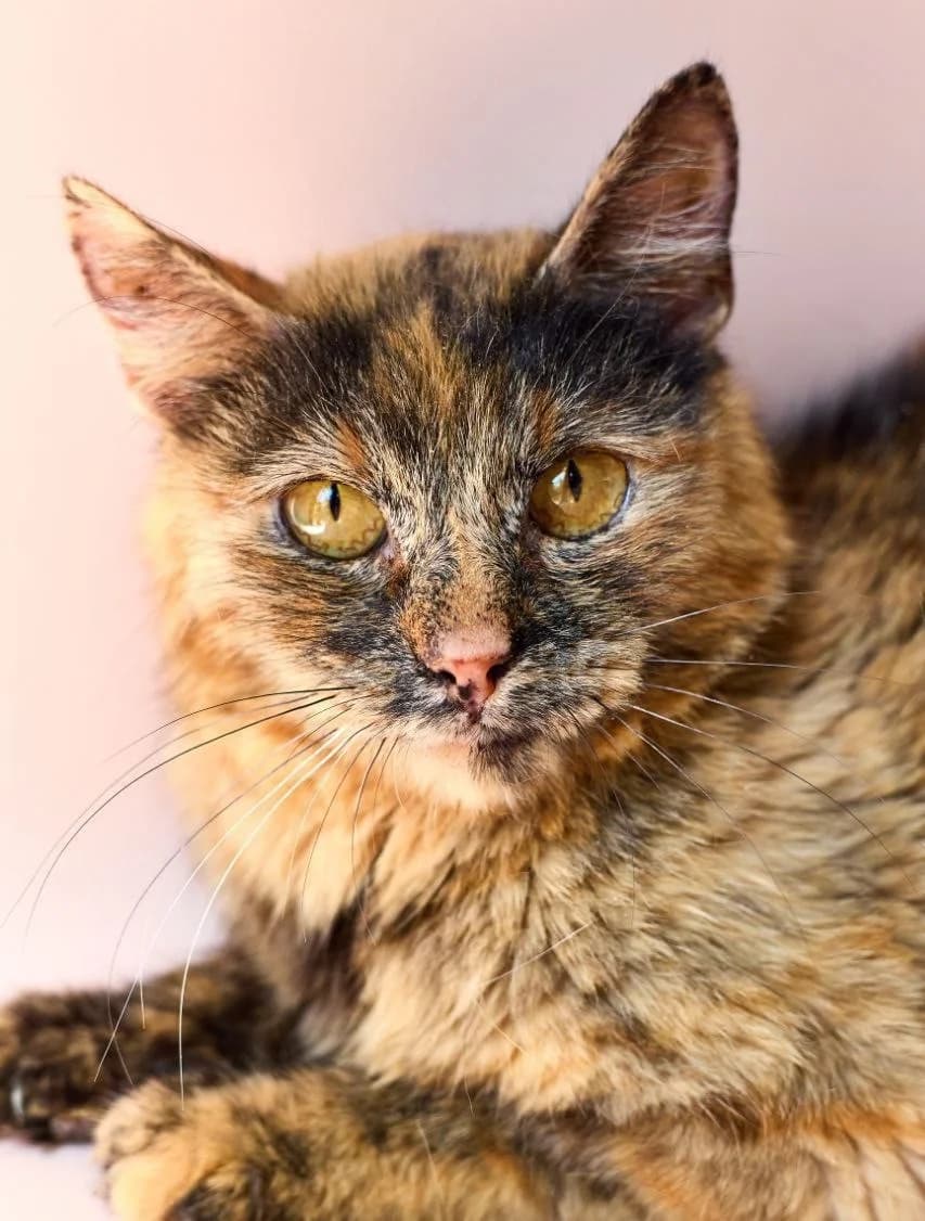 Kumiko (Куміко), Mixed Breed for adoption at PetCare Притулок для котів (Ужгород), Uzhhorod