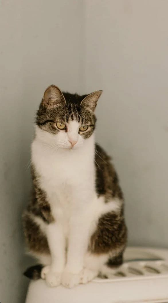 Vilda (Вільда), Mixed Breed for adoption at PetCare Притулок для котів (Ужгород), Uzhhorod