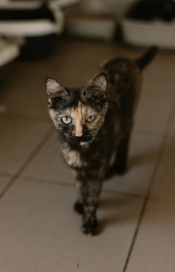 Cherepashka (Черепашка), Mixed Breed for adoption at PetCare Притулок для котів (Ужгород), Uzhhorod