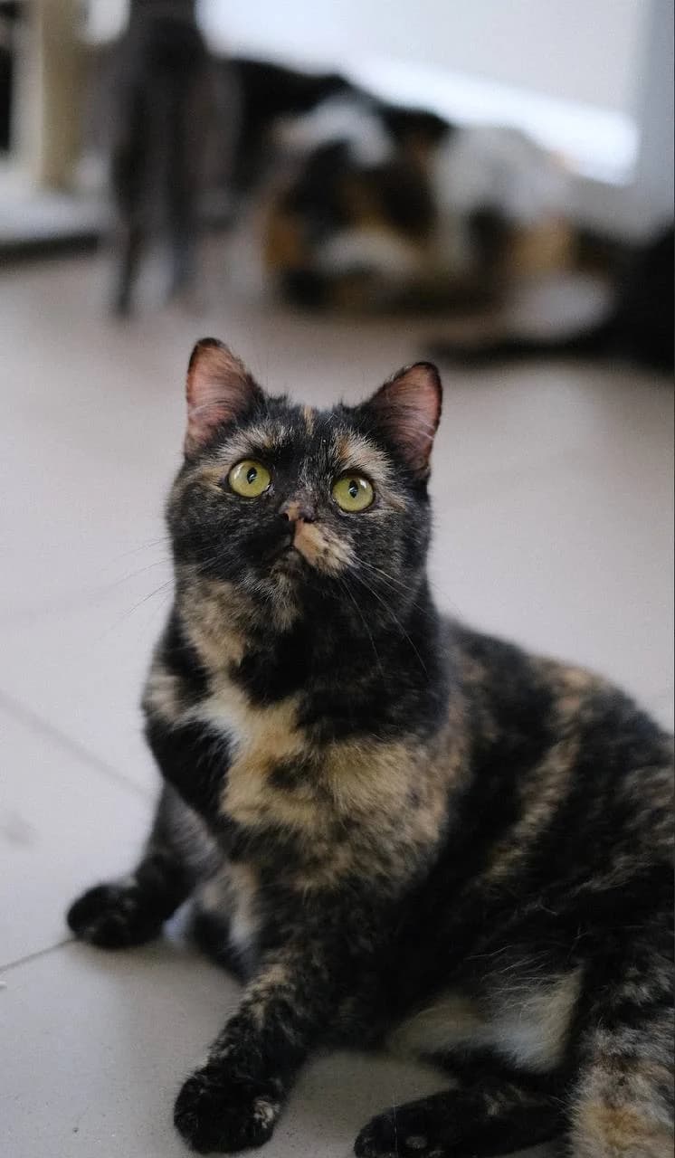 Chiki (Чікі), Mixed Breed for adoption at PetCare Притулок для котів (Ужгород), Uzhhorod