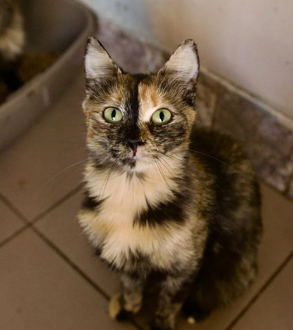 Tsirtseya (Цірцея), Mixed Breed for adoption at PetCare Притулок для котів (Ужгород), Uzhhorod