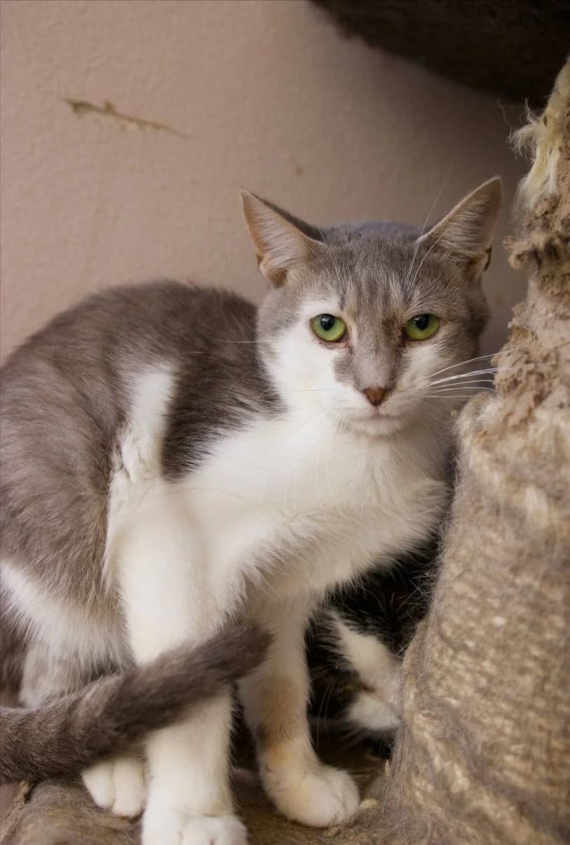 Patron (Патрон), Mixed Breed for adoption at PetCare Притулок для котів (Ужгород), Uzhhorod