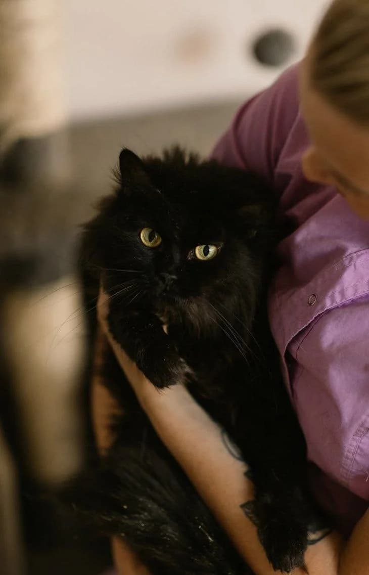 Khoshi (Хоші), Mixed Breed for adoption at PetCare Притулок для котів (Ужгород), Uzhhorod