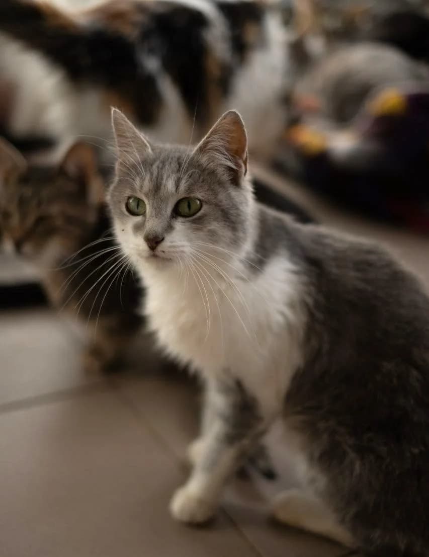 Inara (Інара), Mixed Breed for adoption at PetCare Притулок для котів (Ужгород), Uzhhorod