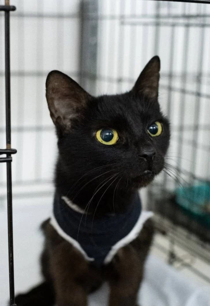 Kasya (Кася), Mixed Breed for adoption at PetCare Притулок для котів (Ужгород), Uzhhorod