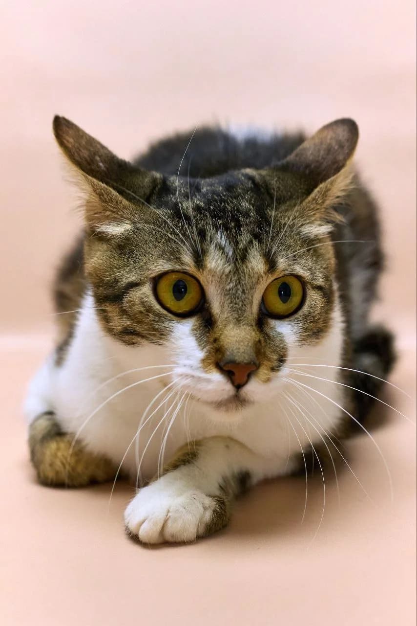Kessi (Кессі), Mixed Breed for adoption at PetCare Притулок для котів (Ужгород), Uzhhorod