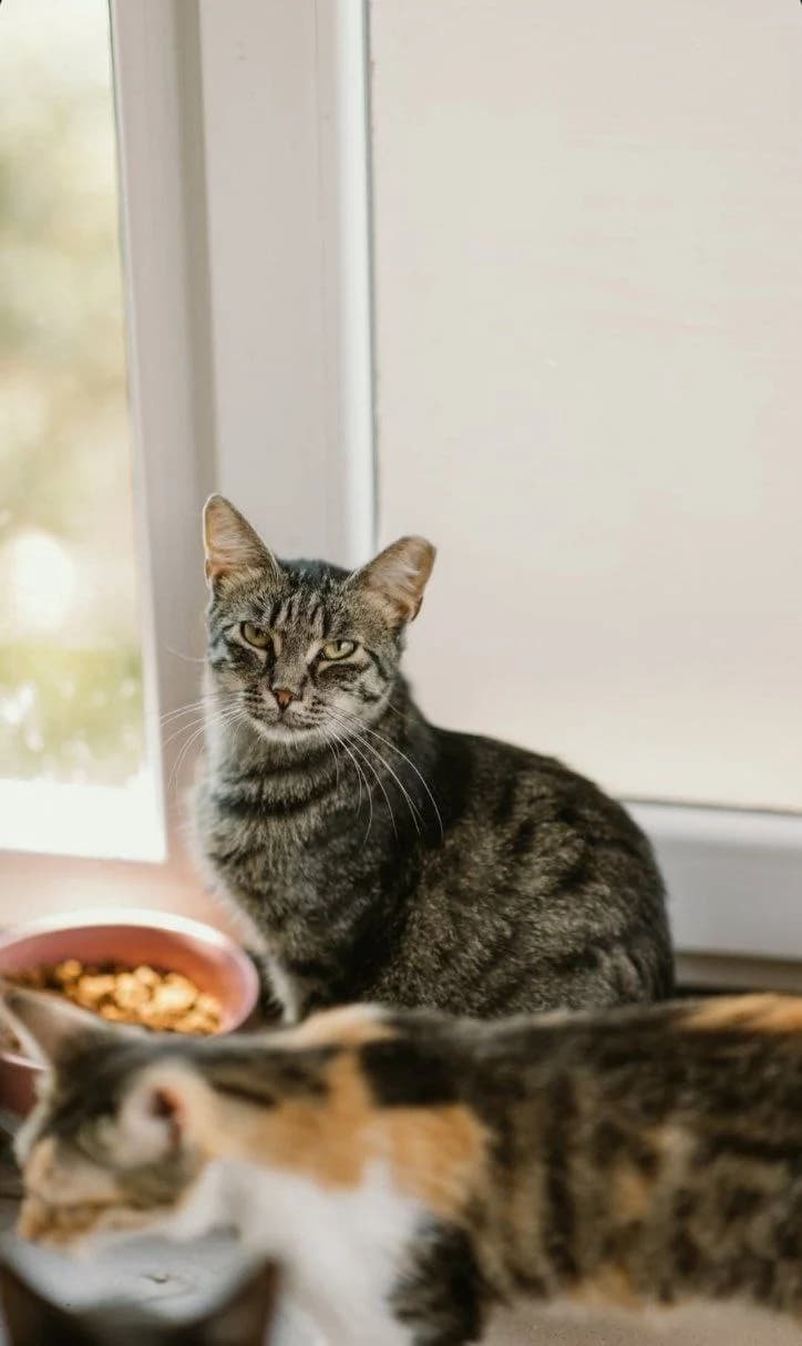 Kitsune (Кіцуне), Mixed Breed for adoption at PetCare Притулок для котів (Ужгород), Uzhhorod