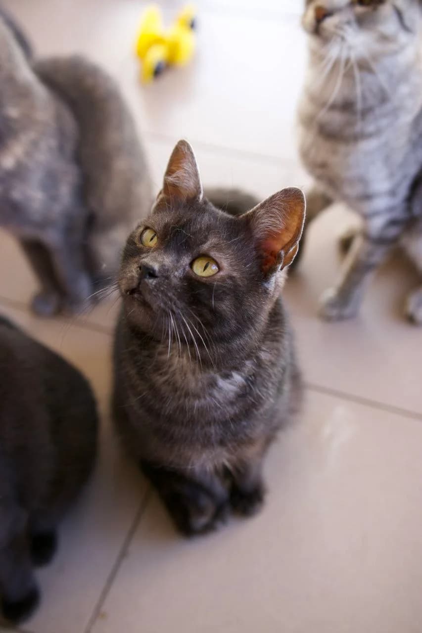Lestat (Лестат), Mixed Breed for adoption at PetCare Притулок для котів (Ужгород), Uzhhorod