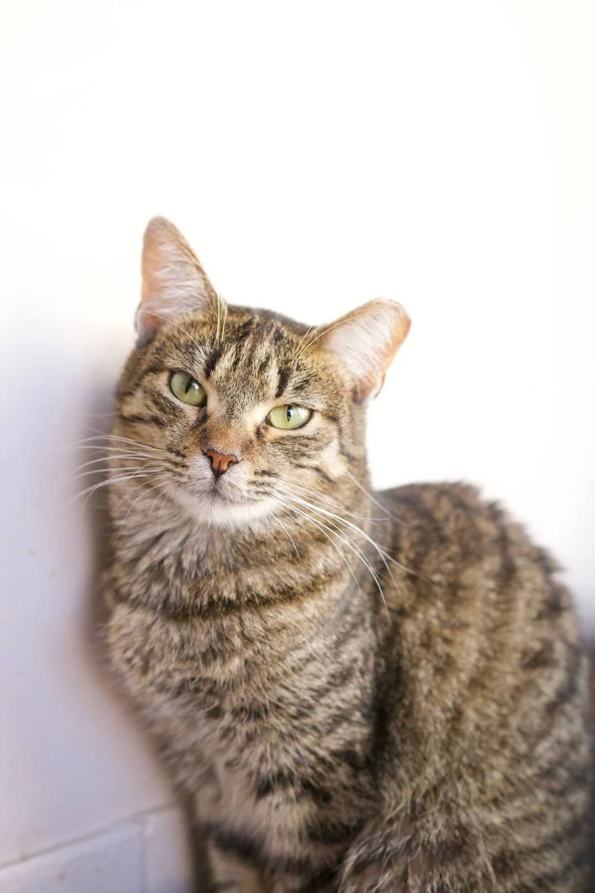 Remi (Ремі), Mixed Breed for adoption at PetCare Притулок для котів (Ужгород), Uzhhorod