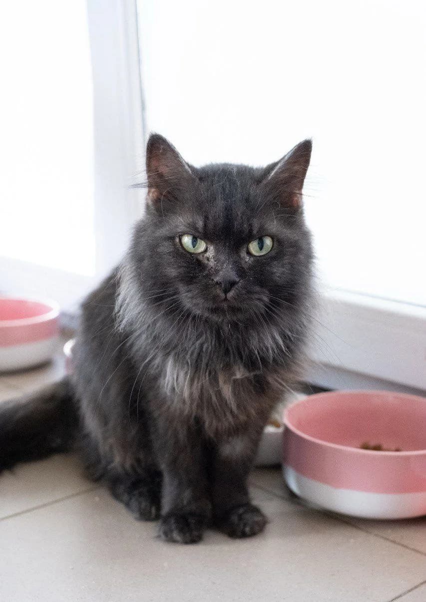 Sayra (Сайра), Mixed Breed for adoption at PetCare Притулок для котів (Ужгород), Uzhhorod